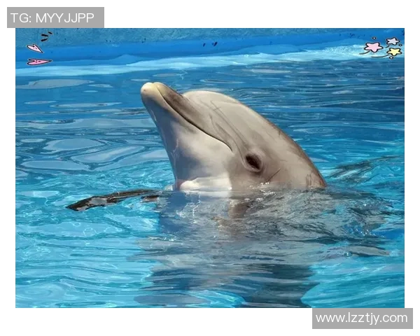 曼塔海豚与麦德林的奇妙邂逅探索海洋与城市的完美融合